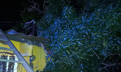 rbol cae sobre vivienda causa solo daos materiales