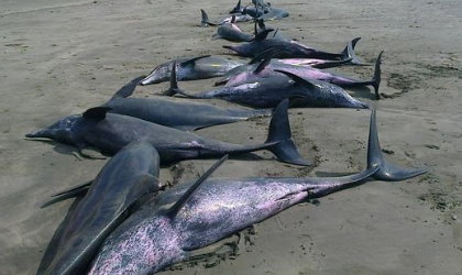 Ms de 50 delfines quedan varados playa de Tonos