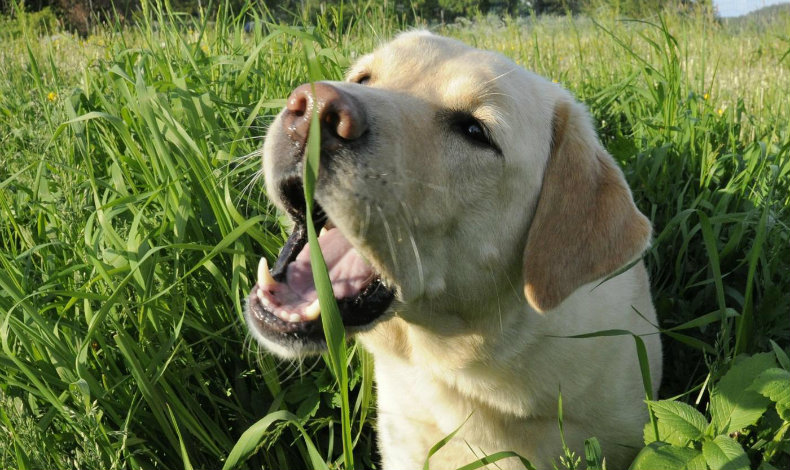 Por esta razn los perros se comen la hierba
