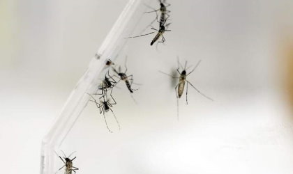 Ya van 88 casos de Zika en Panam segn datos de Minsa