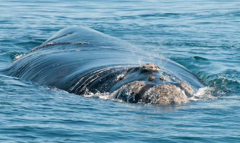 Debate sobre el Santuario de Ballenas en el Atlntico Sur: Pesqueras Latinoamericanas en Riesgo