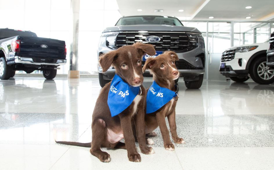 Ford y el Club Amigos de los 4 Patas promueven la adopci�n de mascotas y su transportaci�n segura