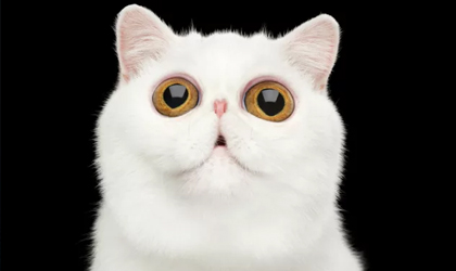 Sabas que los gatos tienen su propia 'marihuana'?