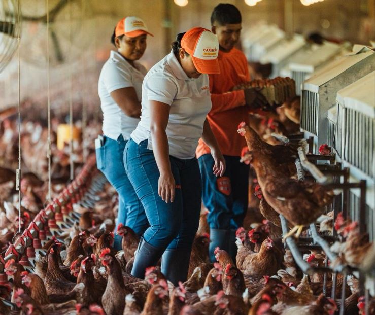 Panam marca un hito en bienestar animal con los primeros huevos libres de jaula certificados por American Humane