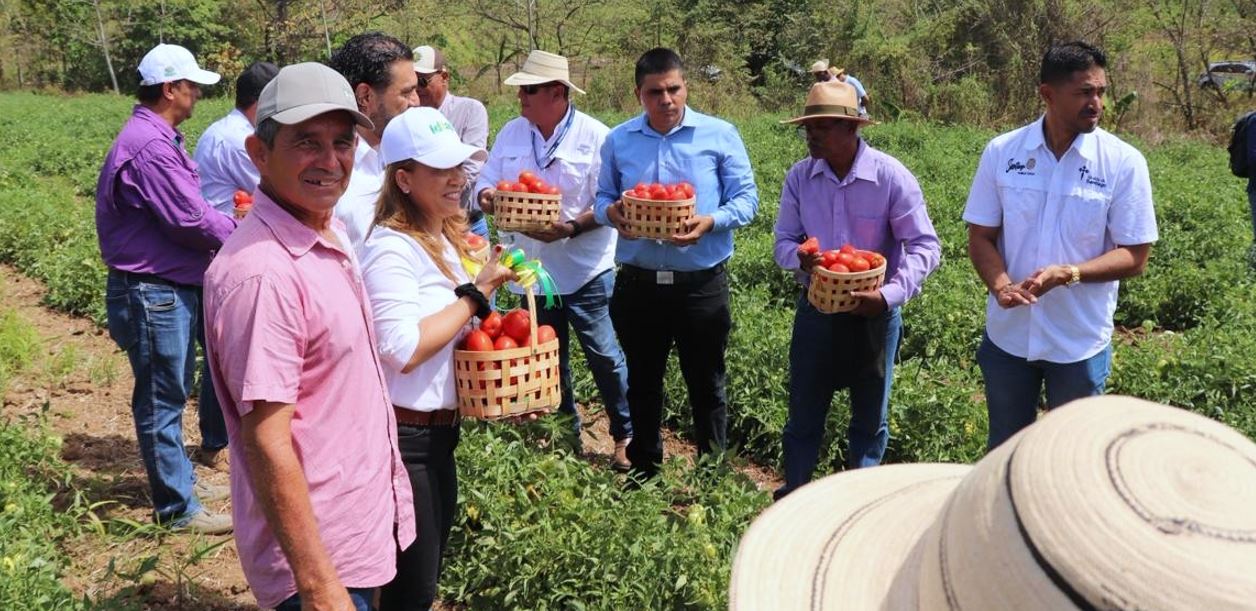 El Idiap present� nuevas variedades de tomate m�s productivas y adaptadas al clima de Panam�