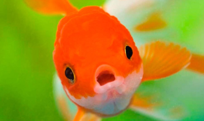 �Pueden los peces sentir dolor?