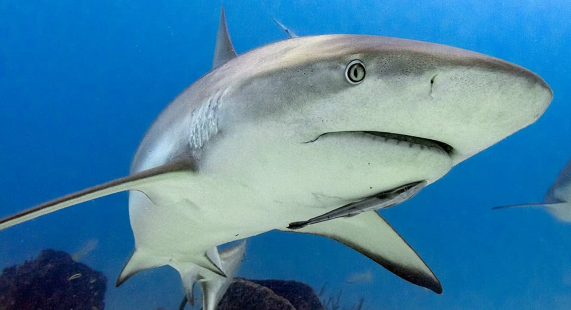 Panam� proh�be exportaciones de tiburones y rayas a partir del 1 de enero 2026