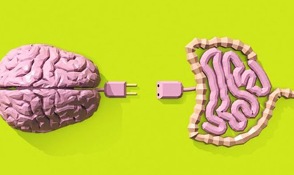 La verdad sobre el segundo cerebro humano