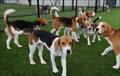 M�s de 150 Beagles se tomar�n el Parque Omar en la mayor Juntada de Beagles de Panam�