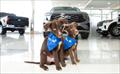 Ford y el Club Amigos de los 4 Patas promueven la adopci�n de mascotas y su transportaci�n segura
