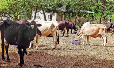 /vidasocial/sacrificaran-60-bovinos-en-cocle/46837.html