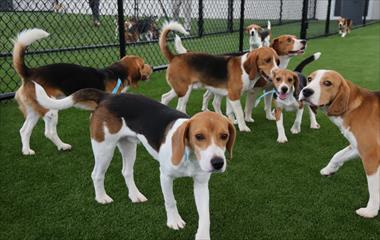/vidasocial/mas-de-150-beagles-se-tomaran-el-parque-omar-en-la-mayor-juntada-de-beagles-de-panama/107262.html
