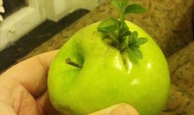 /vidasocial/estas-frutas-germinaron-antes-de-tiempo/59623.html