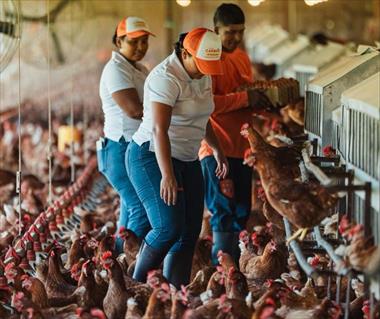 /vidasocial/panama-marca-un-hito-en-bienestar-animal-con-los-primeros-huevos-libres-de-jaula-certificados-por-american-humane/106202.html