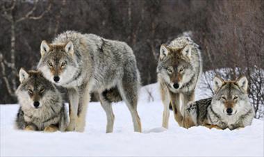 /vidasocial/por-que-los-perros-han-olvidado-a-cooperar-entre-ellos-como-los-lobos/67163.html