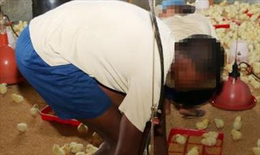 /vidasocial/proyectos-de-pollos-de-engorde-dan-resultados-satisfactorios/42481.html