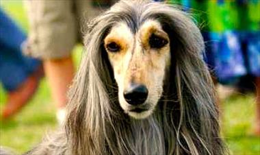 /vidasocial/las-cinco-razas-de-perros-mas-antiguas-del-mundo/44489.html