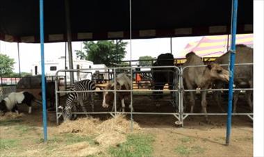 /vidasocial/circo-renato-se-fue-a-la-chorrera/20664.html