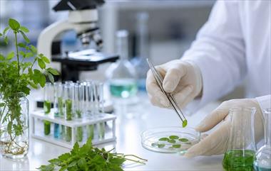 /vidasocial/investigadores-de-la-universidad-de-panama-identifican-plantas-con-potencial-anticancerigeno/106960.html