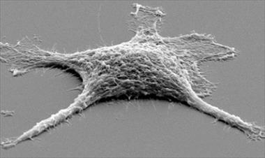 /zonadigital/-crean-una-celula-zombi-/18890.html