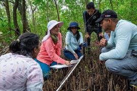 Nuevas especies de uvas procedentes de Panam, Colombia y Per  son las ms antiguas del hemisferio occidental