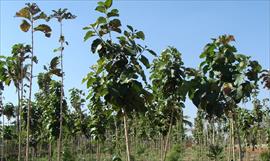 Nuevas especies de uvas procedentes de Panam, Colombia y Per  son las ms antiguas del hemisferio occidental