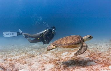 Explorando Barbados en las Profundidades Durante Dive Fest Barbados 2026