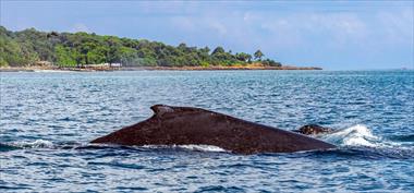 Isla Otoque se posiciona como nuevo destino ecoturstico para la temporada de avistamiento de ballenas